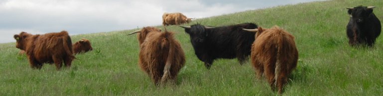 cows