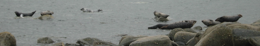 seals